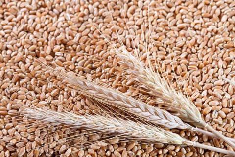 Найкращий старт для озимих зернових культур Рис.1