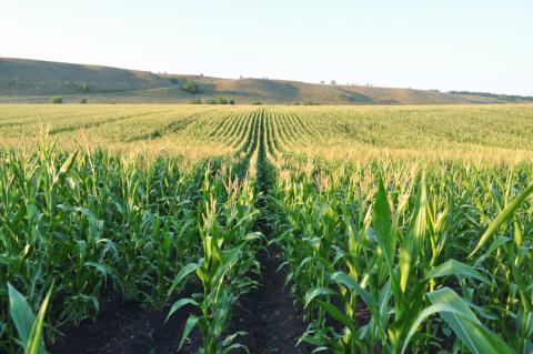 Погодні умови негативно вплинули на оцінку врожаю кукурудзи в Україні — аналітики Рис.1