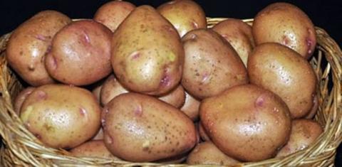 Кенійські вчені вивели нематодостійкі та ранньостиглі сорти картоплі Рис.1