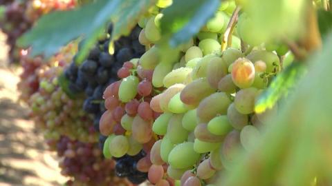 На Хмельниччині господар вирощує 200 сортів винограду з різних куточків світу Рис.1