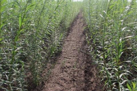4 млн га малородючих українських земель хочуть залучити для вирощування енергокультур Рис.1