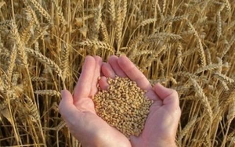 Дикі родичі зернових культур допоможуть отримати більш посухостійкі сорти Рис.1