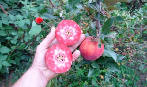 Названо найбільш стійкі види яблунь для вирощування в Україні Рис.1