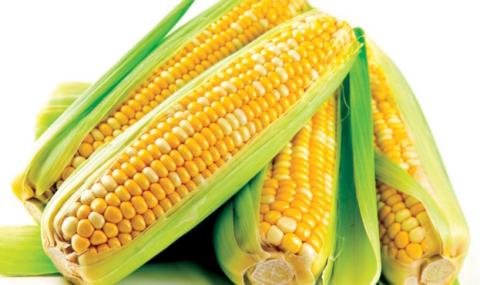 На півдні України аграрії відмовляються від вирощування кукурудзи Рис.1