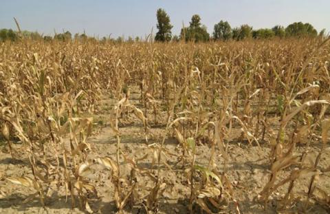 УЗА закликає підтримати петицію щодо компенсації аграріям втрат цьогорічного врожаю Рис.1