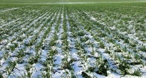 В Україні названо запаси вологи у ґрунті під посівами озимих культур Рис.1
