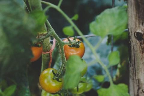 Вчені виявили новий вид цистоподібної нематоди на томаті Рис.1