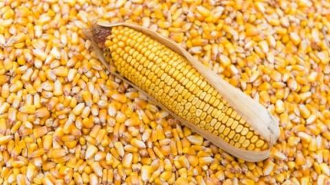 Черговий звіт USDA опускає ціни на кукурудзу Рис.1