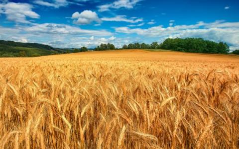 Оприлюднено, чому гривнева ціна на українську пшеницю пішла вгору Рис.1