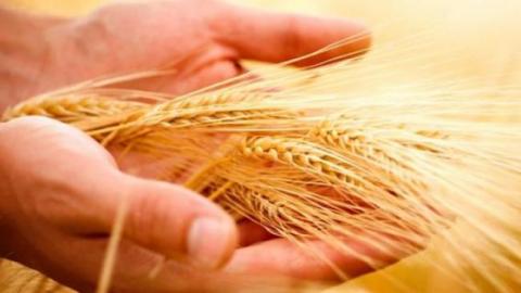 Українська компанія розробляє вітчизняну систему для експертизи клейковини в пшениці    Рис.1