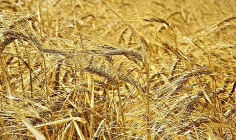 За 6 місяців сезону Україна експортувала майже 26 млн тонн зерна Рис.1