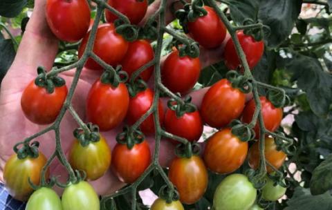BASF випустила сорт томатів, стійких до ToBRFV Рис.1