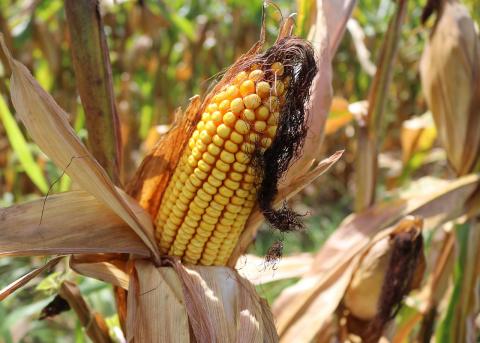 Через озиму совку аграрії можуть втратити 80 млн тонн світового врожаю кукурудзи, - ФАО Рис.1