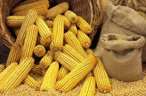 Обмеження експорту кукурудзи з України  не вплине на внутрішні та світові ціни Рис.1