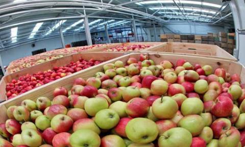 Польша лідирує в Європі за рівнем запасів яблук Рис.1