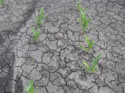 Вчені знайшли спосіб «примушувати» рослини рости на переущільнених ґрунтах Рис.1