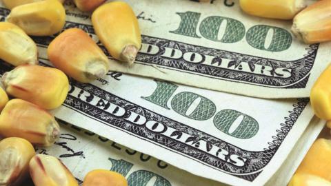 Ціни на кукурудзу в портах України знову перевищили рівень 250 $/т Рис.1