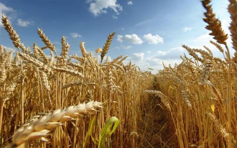 Ціни на пшеницю різко виросли на тлі сильних морозів у США та чорноморському регіоні Рис.1