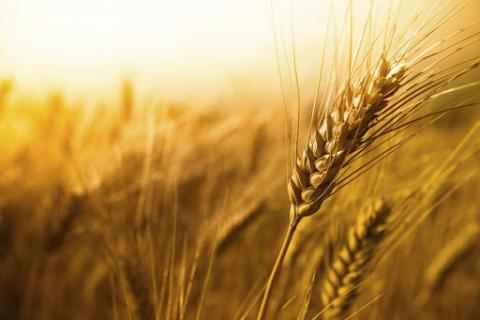 Послаблення морозів посилює тиск на світові ціни на пшеницю Рис.1