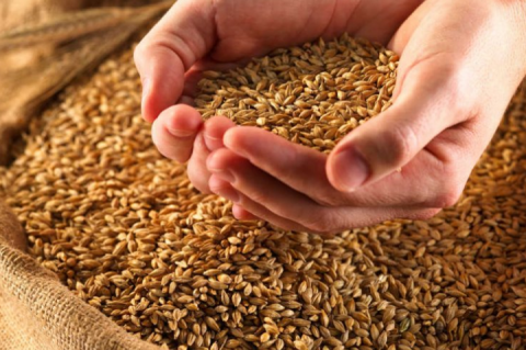 Світові ціни на пшеницю на новий звіт USDA відреагували падінням Рис.1