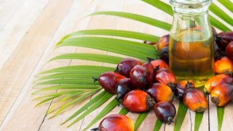 В Україні збираються заборонити використання пальмової олії у харчових продуктах – законопроєкт Рис.1