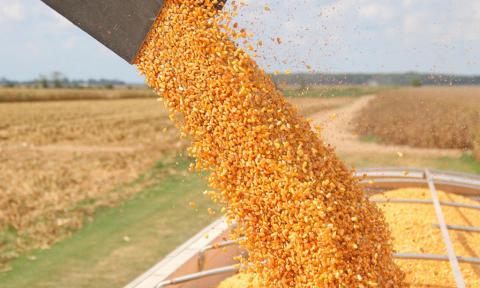 Ціни на кукурудзу в Україні опускаються слідом за цінами на пшеницю Рис.1