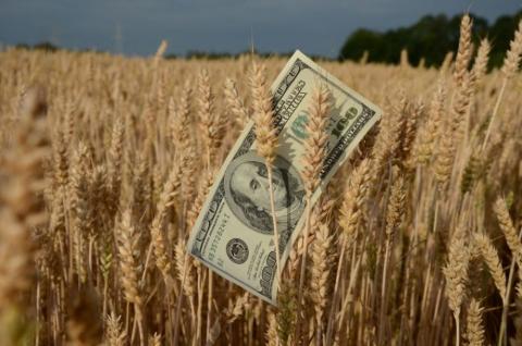 Ціни на пшеницю знижуються слідом за іншими ринками сировини Рис.1