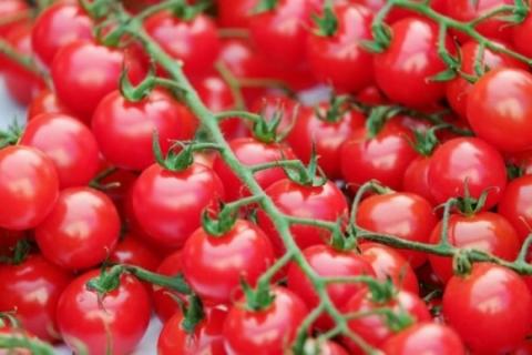 KWS придбала селекційну компанію з виробництва насіння томатів Рис.1