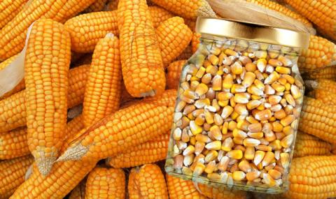 Нові закупівлі Китаю та нарощування переробки на етанол підтримують ціни на кукурудзу в США Рис.1