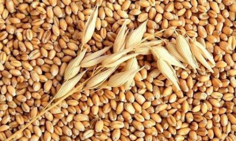 Покращення стану посівів озимини незабаром призведе до зниження цін на пшеницю Рис.1