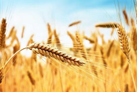 Прогнози виробництва та споживання пшениці у звіті USDA підвищили до рекордних рівнів Рис.1