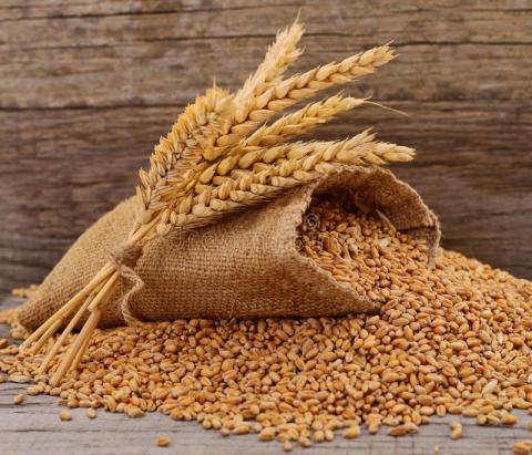 Зниження біржових котирувань посилює тиск на ціни чорноморської пшениці Рис.1