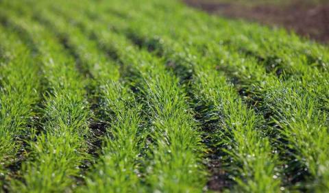 До кінця першої декади квітня на всій території України відновилася вегетація озимих Рис.1