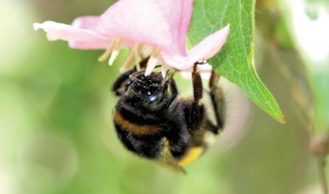Науковці дійшли висновку, що пестицидами знищується понад 20 тис. видів диких бджіл Рис.1