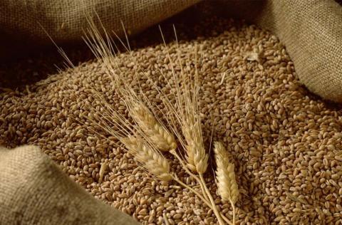 В Україні загальний експорт пшениці становить 14,9 млн тонн Рис.1