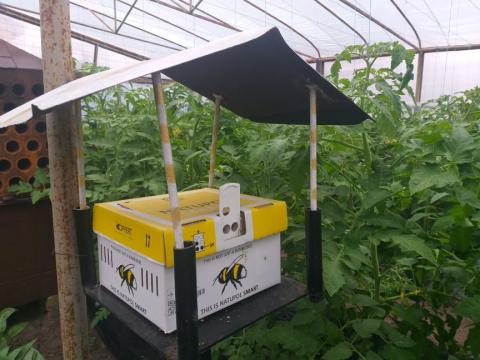 Джмелі та кліщі допомагають фермерам Луганщини вирощувати тепличні овочі Рис.1