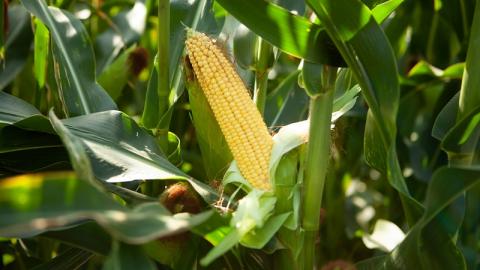 Мутантний ген кукурудзи збільшує вміст цукру в насінні,- вчені Рис.1