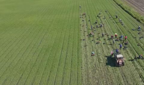 На Вінничині збирають найбільше поле редиски Рис.1