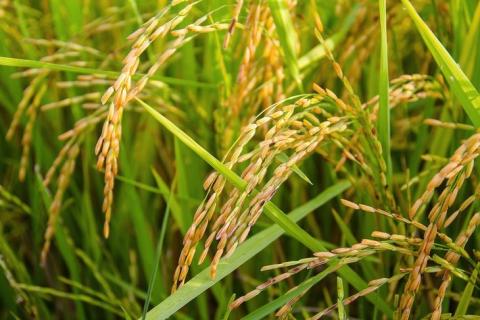 Витривалий рис - наше майбутнє Рис.1