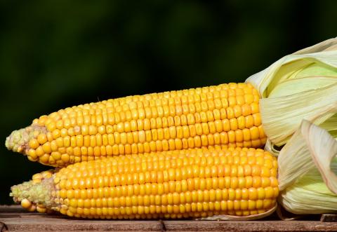 Ціни на кукурудзу розпочали тиждень зростанням Рис.1