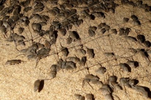 В Австралії відбувається масове нашестя мишей Рис.1