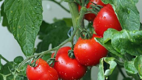 В Азербайджані виростили томат вагою півкілограма Рис.1