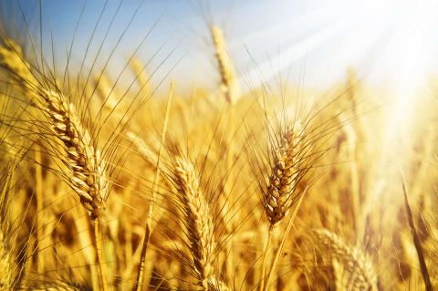 Аграрії США зібрали майже половину врожаю озимої пшениці,-USDA Рис.1