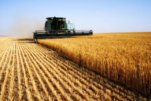 Одещина намолотила перший мільйон тонн зернових Рис.1