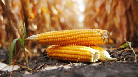 Прогнози морозів в Бразилії та спеки у США утримали ціни на кукурудзу від падіння Рис.1