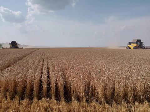 Урожай пшениці може вирости на 14%,- прогноз Рис.1