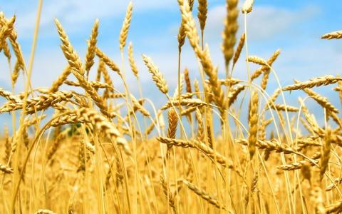 Закупівельні ціни на продовольчу пшеницю в Україні знизилися  Рис.1