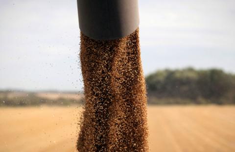 Українські аграрії зібрали історичний максимум врожаю зернових Рис.1