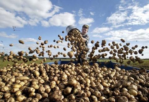 Уряд затвердив порядок надання державної підтримки виробникам картоплі Рис.1