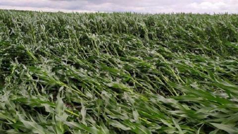 У США виводитимуть вітростійкі гібриди кукурудзи Рис.1
